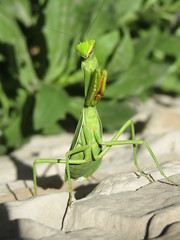 Mantis