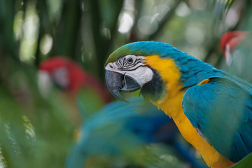 The colorful parrot.