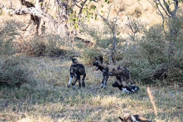 pack of wild dogs with cubs resting in the African savannah, endangered animals in Botswana. Wild dogs in pack that relax in the African afternoon sun with the puppies waiting for the hunt