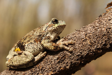 Close Up of Grey Treeforg Climbing Branch