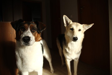Two cute dogs eat food on the palms