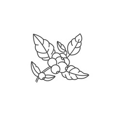 Vector line icon of coffee tree branch. Coffee plant linear logo.