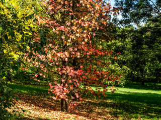 Fototapeta premium Acer palmatum tree