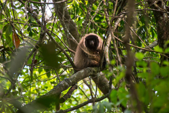 Masked titi monkey photographed in Domingos Martins, Espirito Santo. Southeast of Brazil. Atlantic Forest Biome. Picture made in 2013.