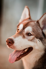 husky mirada © Gregorio