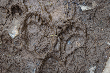 Fresh black bear footprint in mud on hiking trail, Exit Glacier, Kenai Fjords National Park, Seward, Alaska, United States