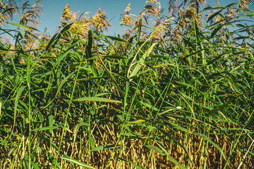 Tall green reeds in the wind