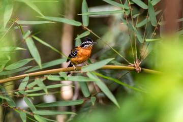 Ferruginous Antbird photographed in Domingos Martins, Espirito Santo. Southeast of Brazil. Atlantic Forest Biome. Picture made in 2013.