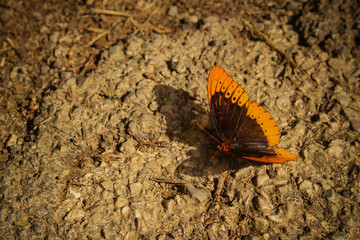 Orange and Black Butterfly Resting on Stony Brown Dirt