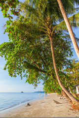 Tropical palm tree on beautiful beach at Koh Chang island