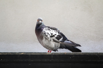 Ansicht, Portrait einer Taube, Brieftaube