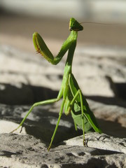 Mantis
