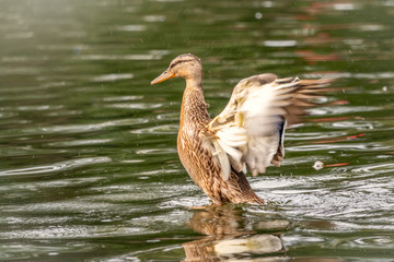 Duck takes off from a pond, wide open wings.