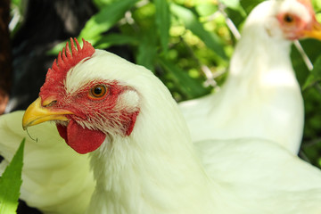 White Cornish Cross Hen in Mixed Chicken Yard