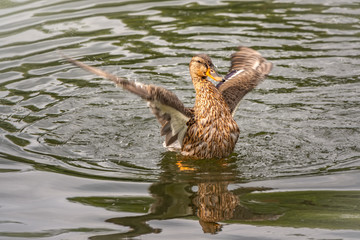 Duck takes off from a pond, wide open wings.