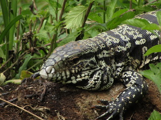 Misiones lizard