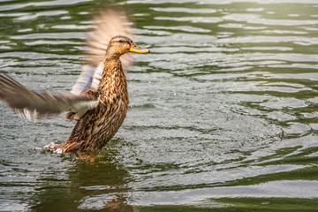 Duck takes off from a pond, wide open wings.