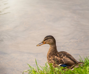 A duck stands on its paws on the shore of a pond.