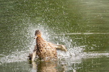 The duck landed in the water.