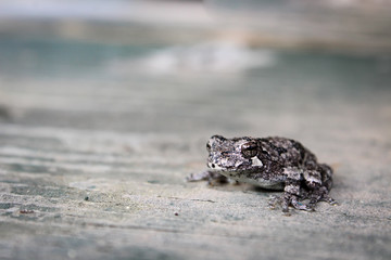Lone Grey Treefrog Sitting on Soft Natural Wood Background