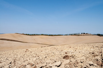 Typical light colours landscape in Tuscany . row of trees on the hill under a blue sky. earth and sky true colors.