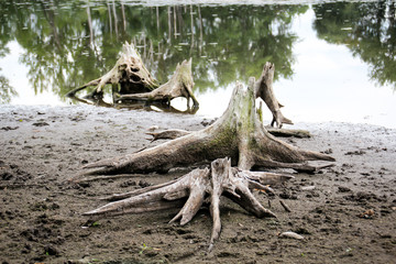 Baumstümpfe die ein wegen Dürre ausgetrocknetter See frei gegeben hat