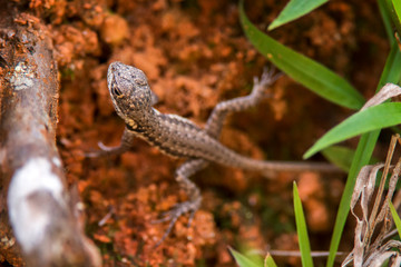 Amazon Lava Lizard photographed in Domingos Martins, Espirito Santo. Southeast of Brazil. Atlantic Forest Biome. Picture made in 2013.