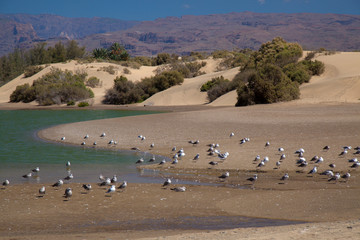 Charca de Maspalomas, Maspalomas lagoon