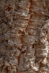 Bark of Quercus suber, commonly called the cork oak