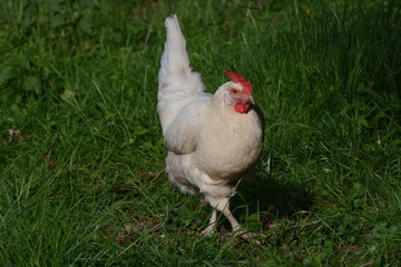 Freilaufendes Haushuhn