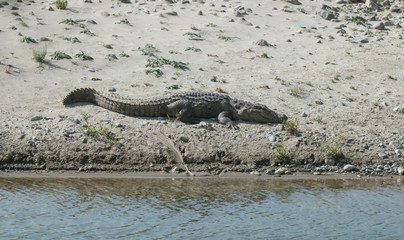 Maggar Basking on the banks of Ramganga River,Jim Corbett National Park,India