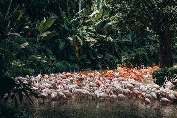 Obraz premium White and pink flamingos in the pond
