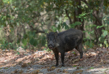 Wild boar lurking from the bust at Jim corbett National Park,India