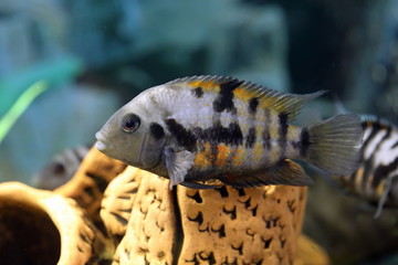 Cichlasoma nigrofasciatum. Aquarium fish Zebra Cichlid closeup