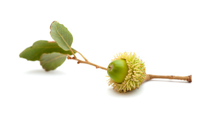 flora of Gran Canaria - acorn of Quercus suber