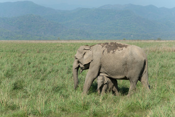 Obraz premium Elephant mother and Calf at Dhikala Grassland in Jim Corbett National Park