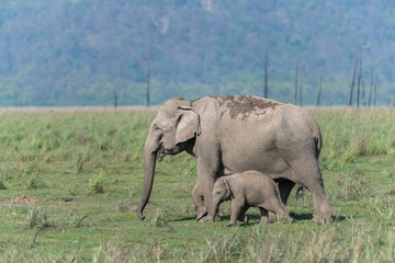 Fototapeta premium Elephant mother and Calf at Dhikala Grassland in Jim Corbett National Park