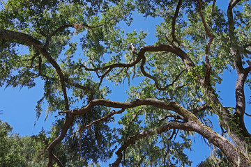 Oak trees in the central California woodlands forming a  canopy over a rural one lane road