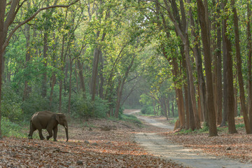 Obraz na płótnie Canvas Elephant crossing the main road in Jim Corbett NAtional Park,India