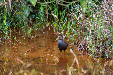 Blackish Rail photographed in Domingos Martins, Espirito Santo. Southeast of Brazil. Atlantic Forest Biome. Picture made in 2013.
