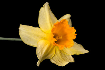 Single flower of daffodil (Narcissus) on black background, close up