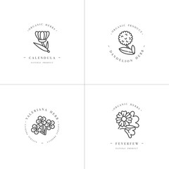 Vector monochrome set design templates and emblems - healthy herbs and spices. Different medicinal, cosmetic plants- calendula, dandelion,valeriana and feverfew. Logos in trendy linear style. - obrazy, fototapety, plakaty