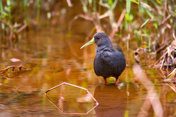 Blackish Rail photographed in Domingos Martins, Espirito Santo. Southeast of Brazil. Atlantic Forest Biome. Picture made in 2013.