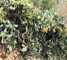 plant of prickly pear also called indian figs