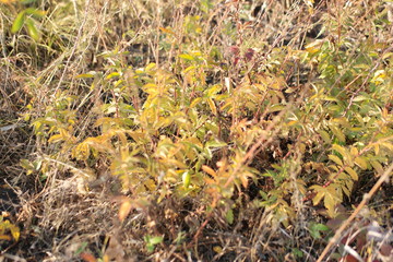 autumn leaves on grass