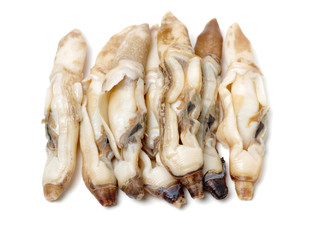 Razor clams isolated on white background.