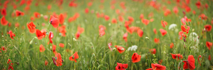 Fototapeta na wymiar Wild red poppies growing in green wheat. Wide banner with shallow depth of field, only front flowers in focus