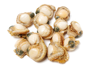 Raw scallop background
