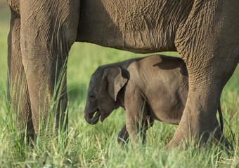 Elephant Mother and baby in Jim corbett National Park,India