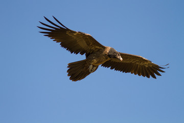 Young specimen of bearded vulture.